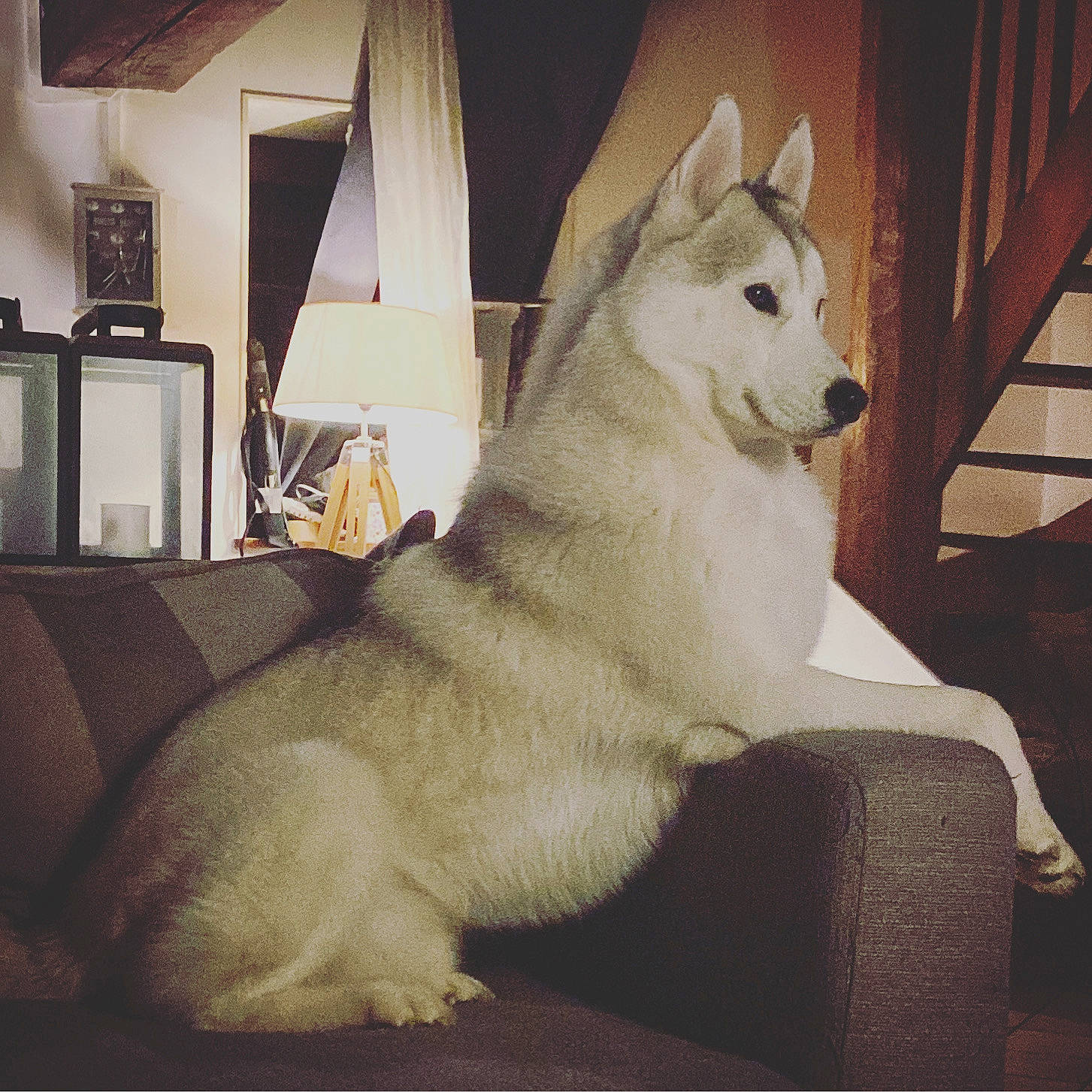 Pilou participe au concours pour gagner de l'argent avec cette photo : canidae, carnivore, comfort, companion_dog, dog, dog_breed, felidae, flooring, foot, fur, metal, paw, small_to_medium_sized_cats, snout, sporting_group, square, tail, terrestrial_animal, whiskers, wood