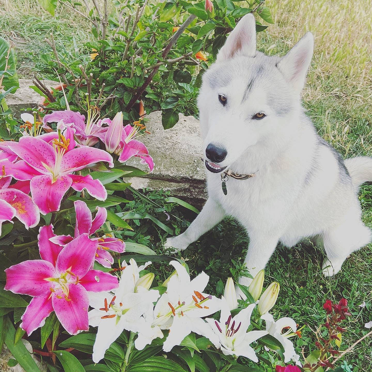 Pilou a rejoint le concours — aidez-le/la à gagner de superbes lots ! annual_plant, carnivore, companion_dog, dog, dog_breed, flower, flowering_plant, garden, gardening, grass, groundcover, landscape, lily, petal, plant, shrub, sporting_group, stargazer_lily, tail, terrestrial_plant