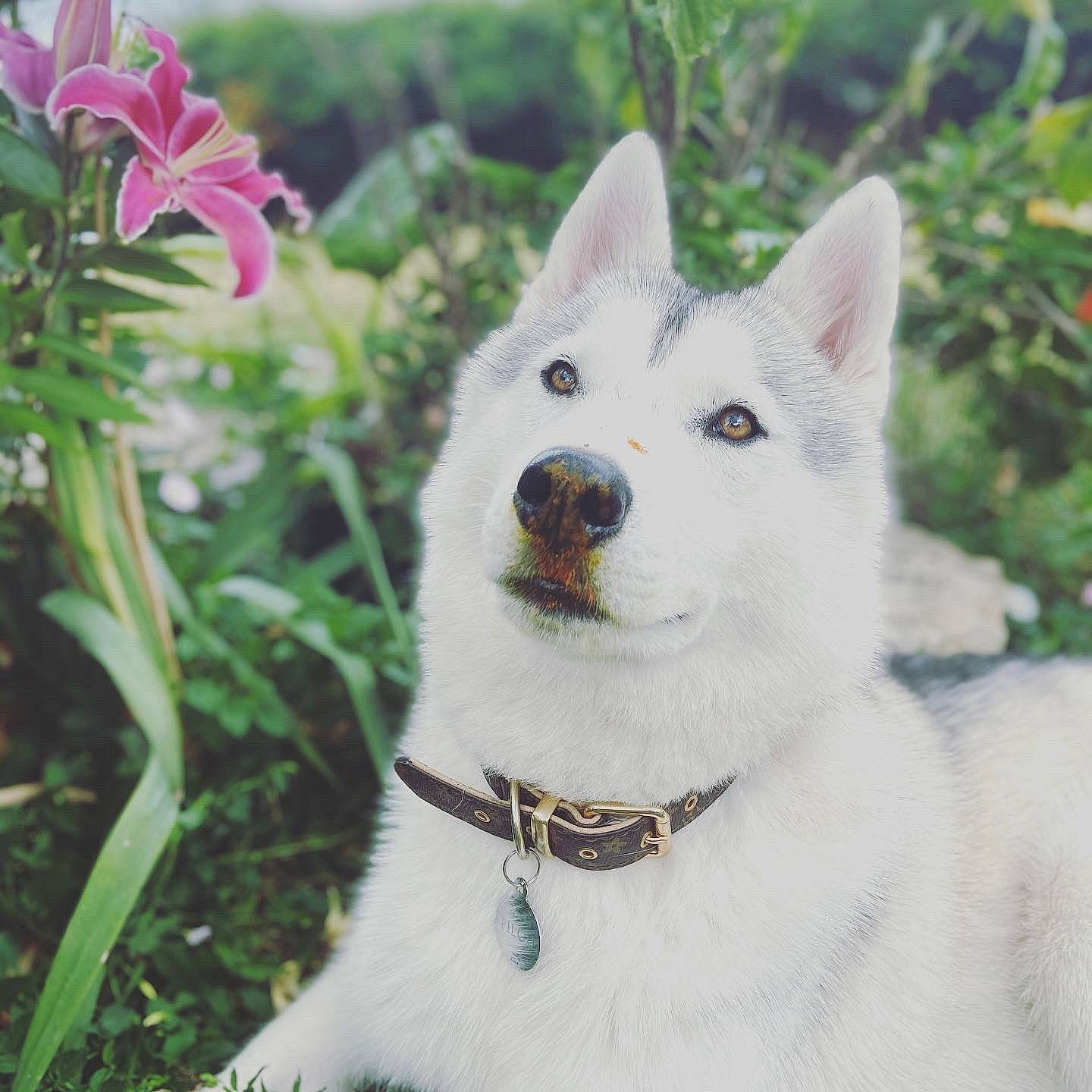 Pilou participe au concours pour gagner de l'argent avec cette photo : canidae, canis_lupus_tundrarum, carnivore, collar, companion_dog, dog, dog_breed, dog_collar, eye, fawn, fur, grass, kintamani, plant, snout, sporting_group, terrestrial_animal, terrestrial_plant, whiskers, working_animal