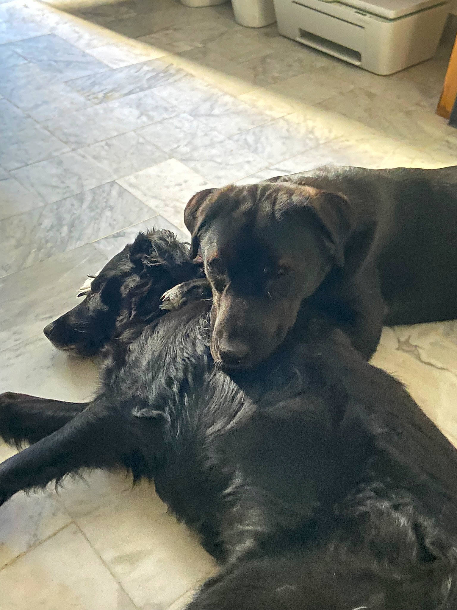 Laska participe au concours pour gagner de l'argent avec cette photo : borador, cabinetry, carnivore, chest_of_drawers, companion_dog, dog, dog_breed, drawer, fawn, floor, flooring, fur, hardwood, liver, shadow, snout, tail, terrestrial_animal, wood, working_animal