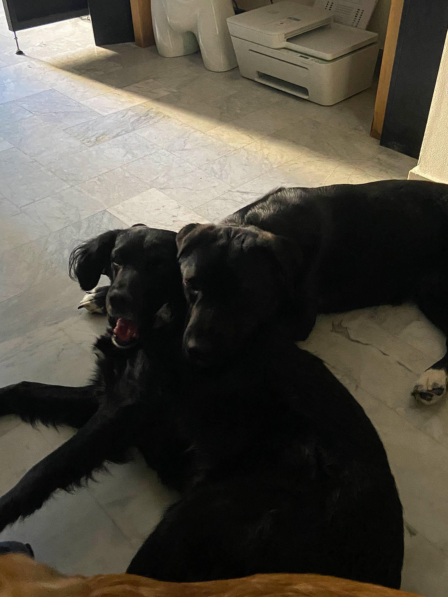 Laska participe au concours pour gagner de l'argent avec cette photo : black, borador, carnivore, comfort, companion_dog, dog, dog_breed, fawn, floor, flooring, fur, grey, hardwood, room, shadow, sporting_group, tail, terrestrial_animal, tints_and_shades, working_animal