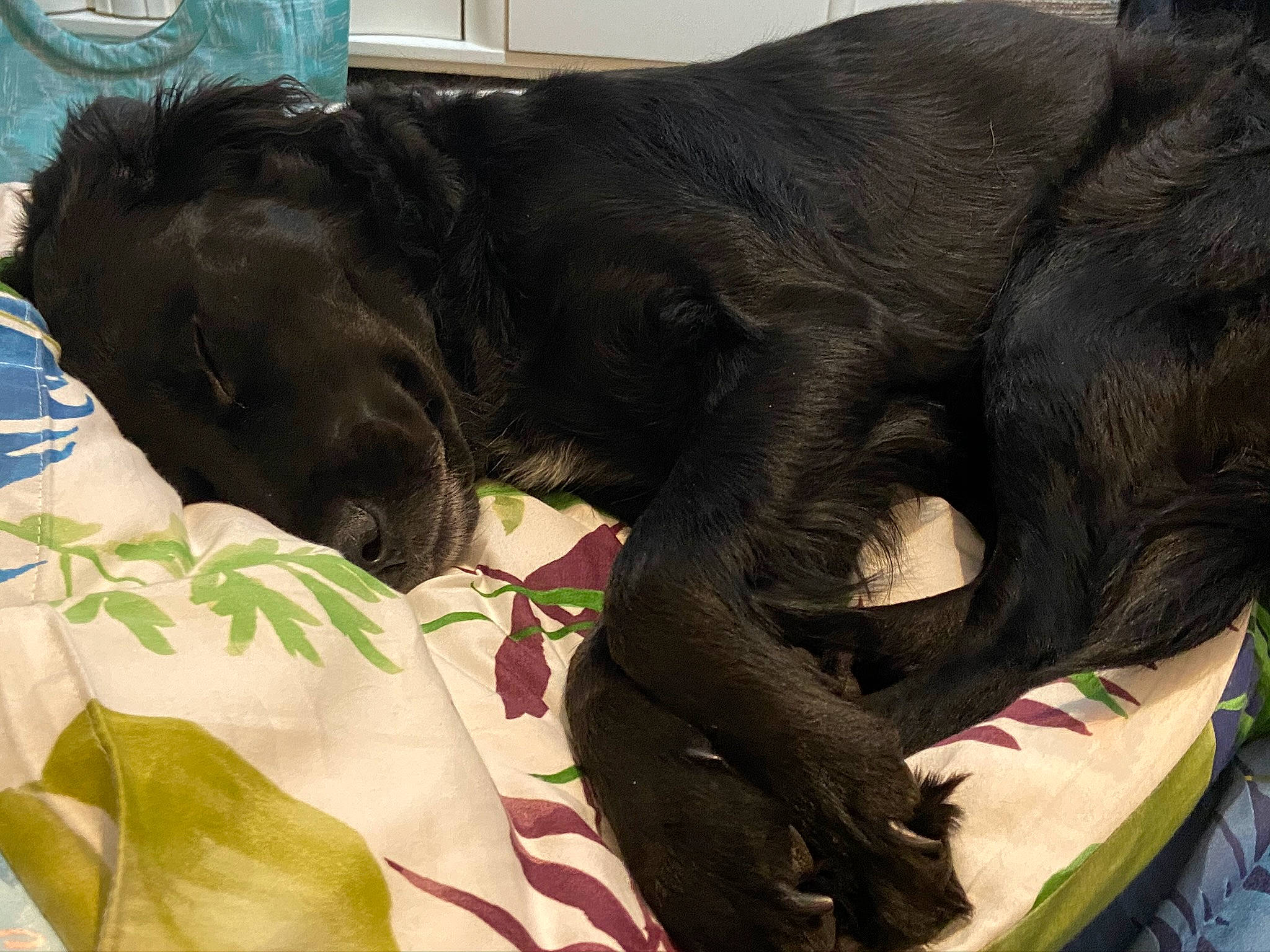 Laska a rejoint le concours — aidez-le/la à gagner de superbes lots ! canidae, carnivore, comfort, companion_dog, dog, dog_breed, ear, fawn, felidae, fur, liver, mammal, nap, retriever, small_to_medium_sized_cats, snout, sporting_group, tail, terrestrial_animal, working_animal