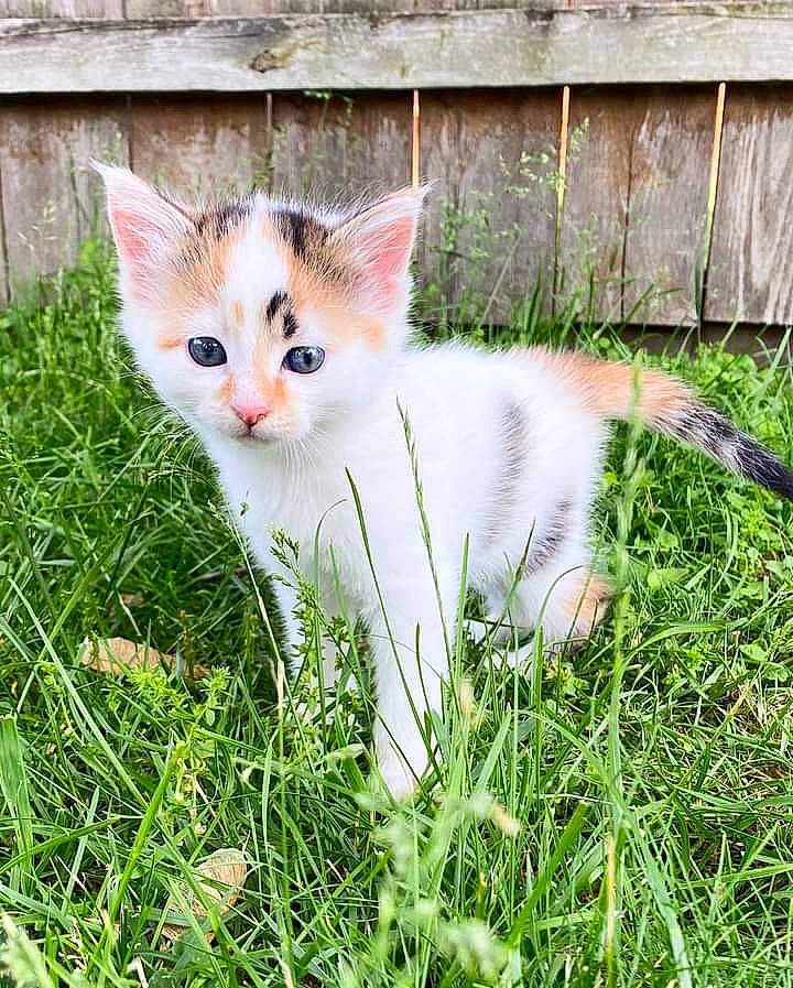 Toasted Marshmallow is registered to the contest to win money with this photo: art, carnivore, cat, domestic_short_haired_cat, fawn, felidae, fur, grass, groundcover, herb, lawn, paw, plant, shrub, sitting, small_to_medium_sized_cats, snout, tail, terrestrial_animal, whiskers