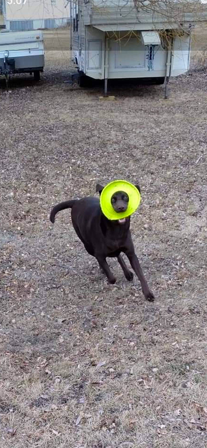 Tess Mcgee joined the competition — help win amazing prizes! asphalt, automotive_tire, automotive_wheel_system, canidae, carnivore, dog, dog_breed, dog_supply, grass, hat, road_surface, snout, soil, sporting_group, tail, tire, toy, vehicle, wheel, working_animal