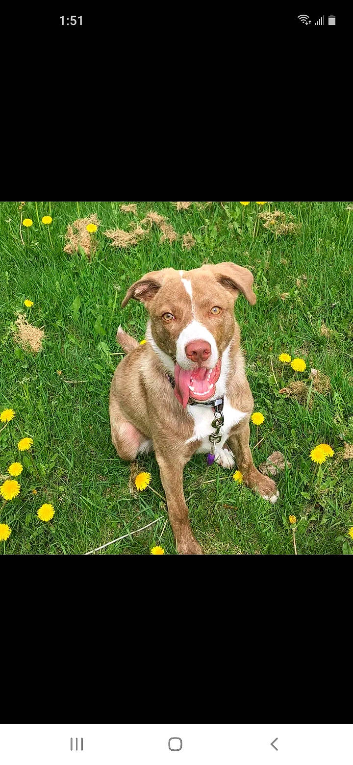 Cocoa is registered to the contest to win money with this photo: canidae, carnivore, collar, companion_dog, dog, dog_breed, dog_collar, fawn, flower, grass, grassland, groundcover, happy, herbaceous_plant, liver, people_in_nature, plant, sporting_group, tail, working_animal