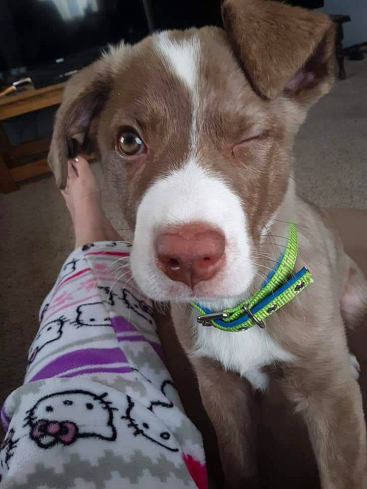 Cocoa joined the competition — help win amazing prizes! canidae, carnivore, collar, companion_dog, dog, dog_breed, dog_collar, dog_supply, ear, eye, fawn, flesh, fur, head, pet_supply, selfie, snout, sporting_group, whiskers, working_animal