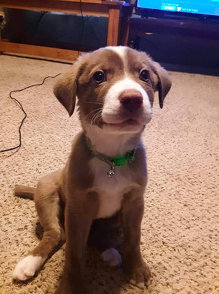 Cocoa joined the competition — help win amazing prizes! canidae, carnivore, collar, companion_dog, display_device, dog, dog_breed, dog_collar, drawer, fawn, flooring, hardwood, liver, pet_supply, snout, sporting_group, television, terrestrial_animal, whiskers, working_animal