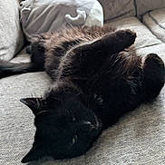 Gizmo joined the competition — help win amazing prizes! animal, black_cat, cat, couch, cozy, cute, domestic, fur, furry, home, indoor, laying_down, mammal, pet, plush_pillow, relaxed, resting, sleeping, sofa, whiskers