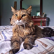 Khloe is registered to the contest to win money with this photo: bed, blanket, calm, cat, detailed, domestic_animal, ears, eyes, feline, fluffy, fur, furniture, indoor, mirror, pet, portrait, resting, striped, whiskers, wood