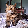 cat, fluffy, bed, indoor, pet, feline, fur, portrait, resting, domestic_animal, whiskers, eyes, ears, detailed, mirror, furniture, wood, blanket, striped, calm