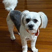 Panda joined the competition — help win amazing prizes! dog, small_dog, white_fur, gray_fur, long_hair, groomed, fluffy, orange_collar, standing, indoors, hardwood_floor, wood_floor, pet, companion_animal, portrait, looking_at_camera, dark_eyes, black_nose, tail, home