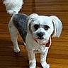 dog, small_dog, white_fur, gray_fur, long_hair, groomed, fluffy, orange_collar, standing, indoors, hardwood_floor, wood_floor, pet, companion_animal, portrait, looking_at_camera, dark_eyes, black_nose, tail, home