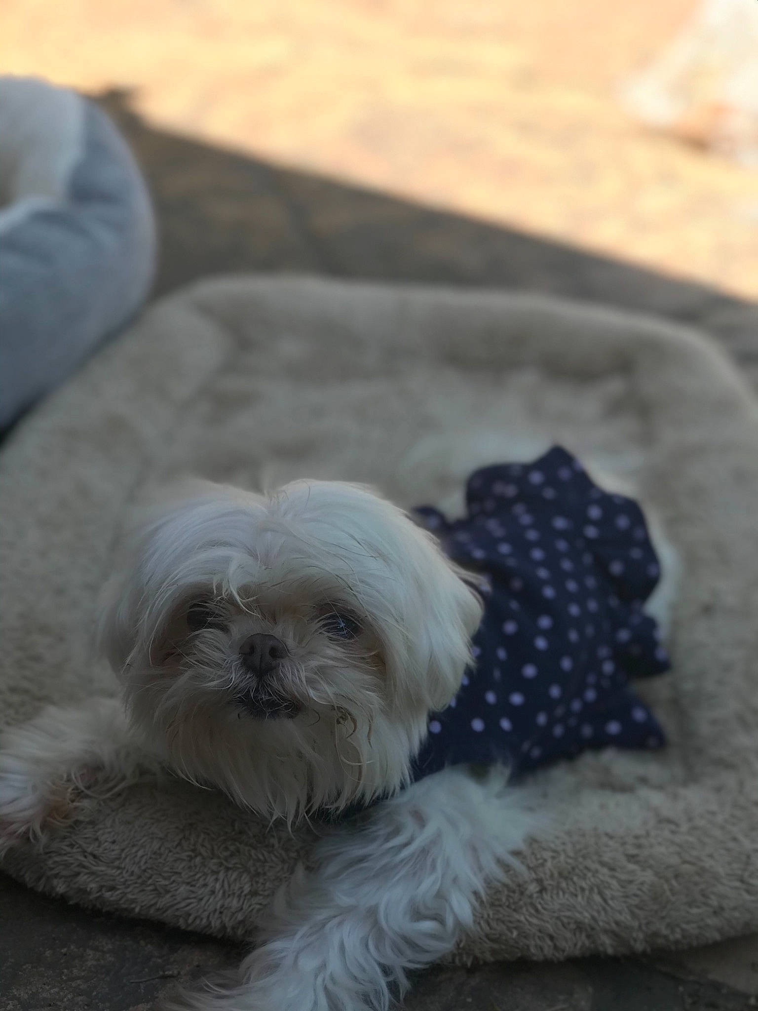 Lily Belle is registered to the contest to win money with this photo: bolonka, canidae, carnivore, chinese_imperial_dog, companion_dog, dog, dog_breed, fur, lhasa_apso, maltepoo, maltese, morkie, pekapoo, puppy, schnoodle, shih_poo, shih_tzu, snout, sporting_group, toy_dog