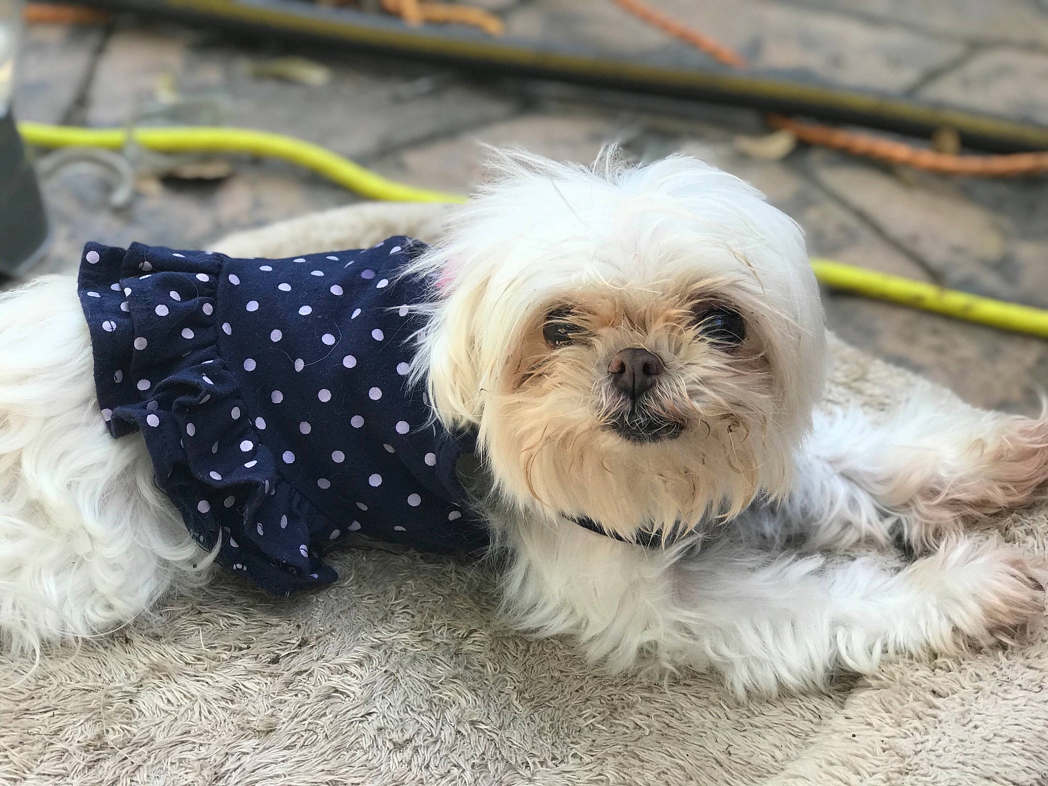 Lily Belle joined the competition — help win amazing prizes! bolonka, canidae, carnivore, chinese_imperial_dog, companion_dog, dog, dog_breed, dog_clothes, havanese, lhasa_apso, lowchen, mal_shi, maltepoo, maltese, mammal, morkie, pekapoo, puppy, shih_tzu, snout