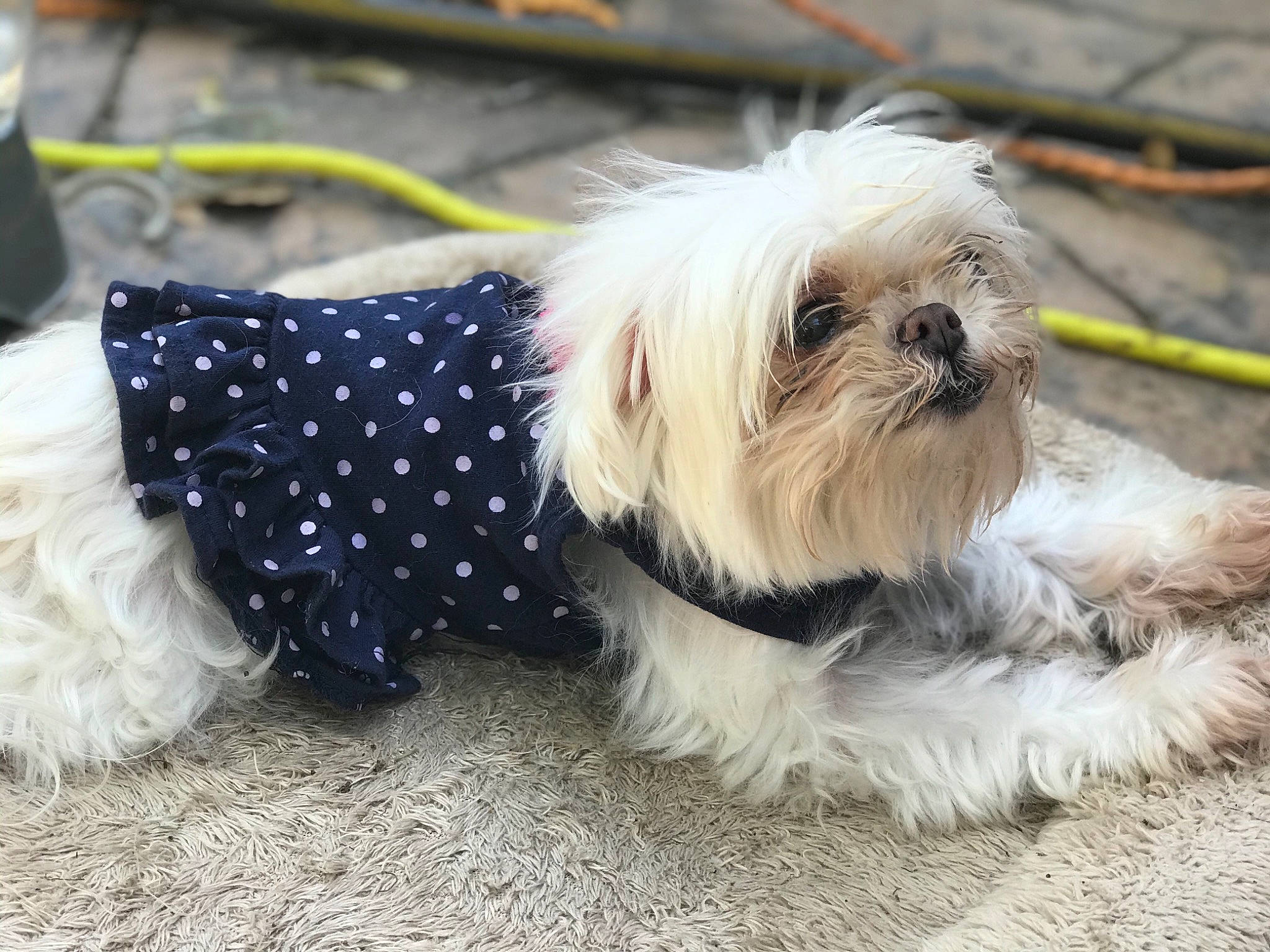 Lily Belle is registered to the contest to win money with this photo: canidae, carnivore, chinese_imperial_dog, companion_dog, dog, dog_breed, dog_clothes, dog_collar, fur, lhasa_apso, lowchen, maltepoo, maltese, mammal, morkie, puppy, rare_breed_dog, shih_tzu, snout, tibetan_terrier