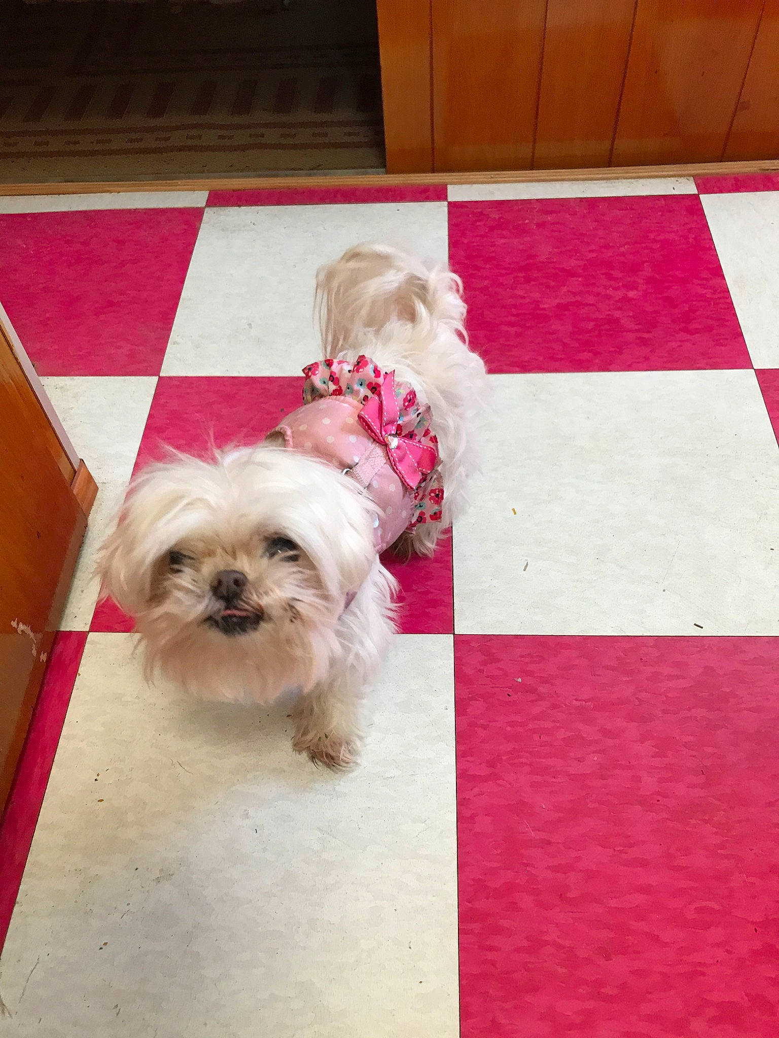Lily Belle joined the competition — help win amazing prizes! canidae, carnivore, chinese_imperial_dog, companion_dog, dog, dog_breed, floor, flooring, lhasa_apso, maltepoo, maltese, mammal, morkie, pekapoo, pink, poodle_crossbreed, puppy, shih_tzu, sporting_group, toy_dog
