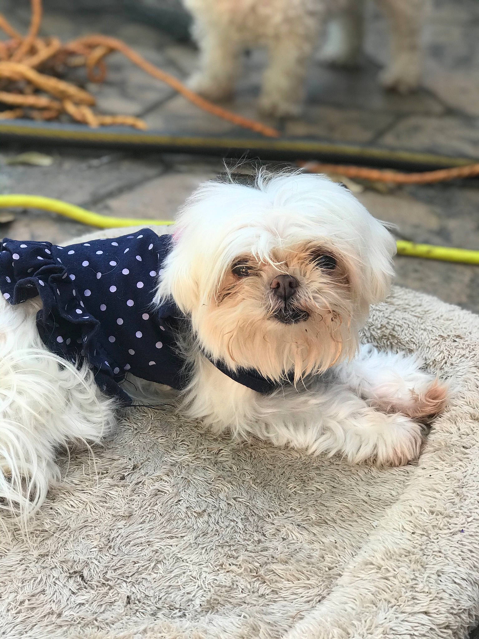 Lily Belle is registered to the contest to win money with this photo: canidae, carnivore, chinese_imperial_dog, companion_dog, dog, dog_breed, dog_clothes, havanese, lhasa_apso, lowchen, maltepoo, maltese, mammal, morkie, puppy, rare_breed_dog, shih_tzu, snout, toy_dog, vertebrate