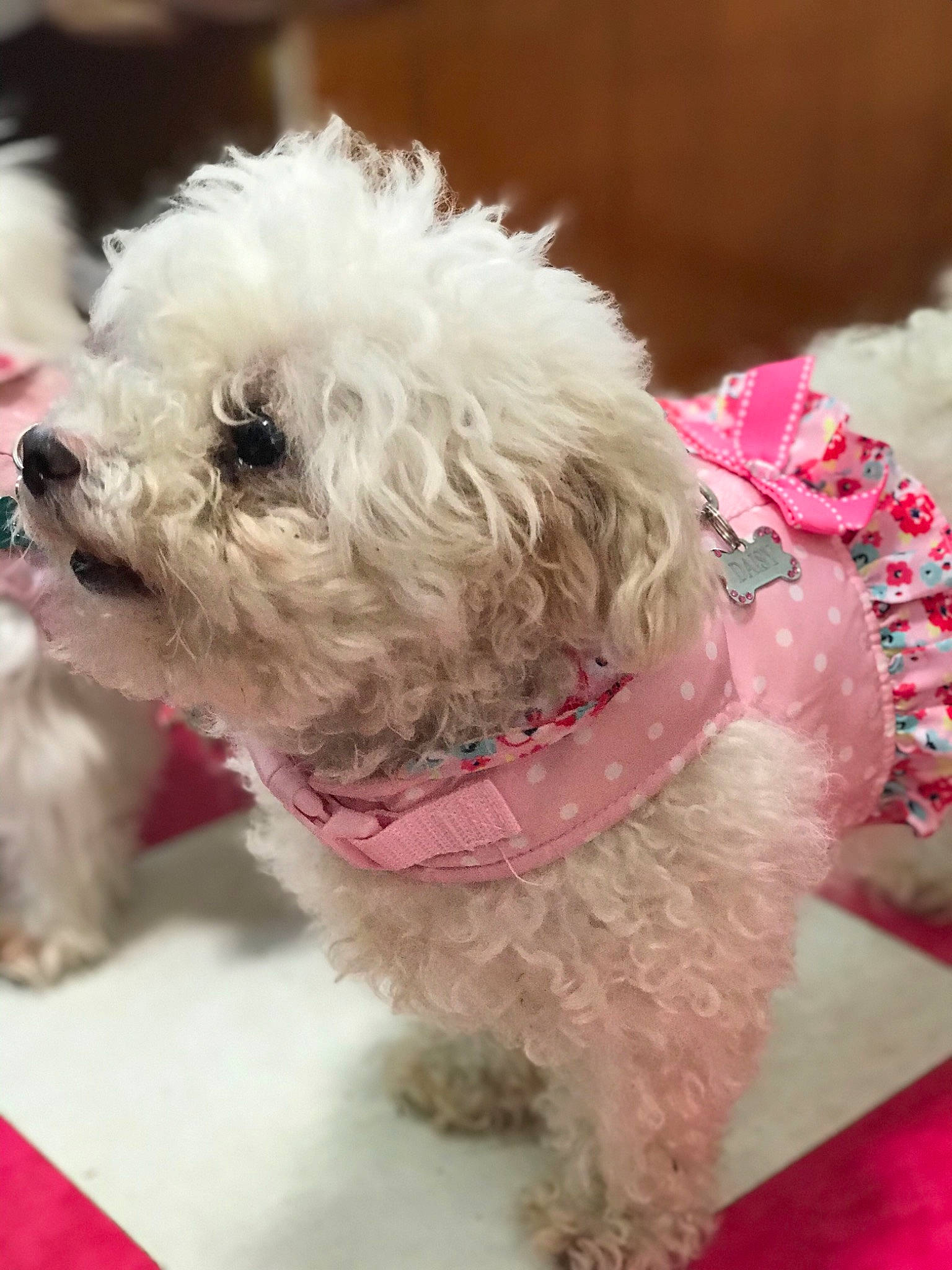 Daisy Mae is registered to the contest to win money with this photo: bolognese, bolonka, canidae, carnivore, companion_dog, dog, dog_breed, dog_clothes, maltepoo, maltese, mammal, pink, poodle, puppy, schnoodle, sealyham_terrier, snout, terrier, toy_poodle, vertebrate