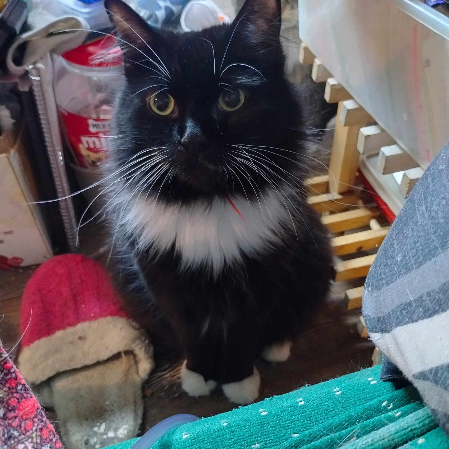 Mister Sofie is registered to the contest to win money with this photo: cat, tuxedo_cat, black_and_white, fluffy, long_hair, whiskers, yellow_eyes, sitting, portrait, pet, animal, indoors, home, blankets, storage_bins, clutter, wooden_floor, close_up, alert, cute
