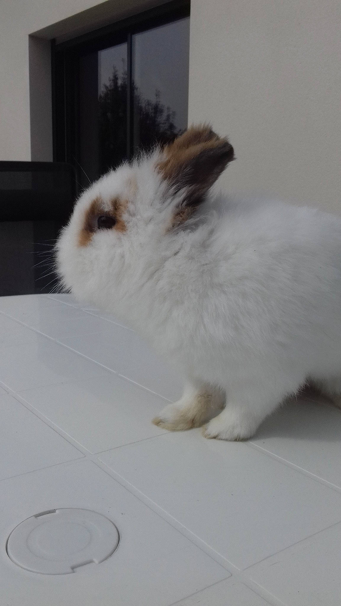 Noisette a rejoint le concours — aidez-le/la à gagner de superbes lots ! angora_rabbit, domestic_rabbit, ear, fawn, hare, rabbit, rabbits_and_hares, whiskers