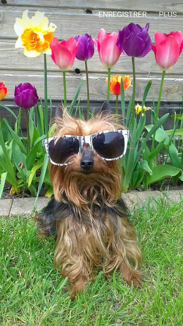 Jerry a rejoint le concours — aidez-le/la à gagner de superbes lots ! canidae, carnivore, companion_dog, dog, dog_breed, eyewear, flower, glasses, grass, plant, puppy, small_terrier, snout, sporting_group, sunglasses, terrier, toy_dog, yorkshire_terrier