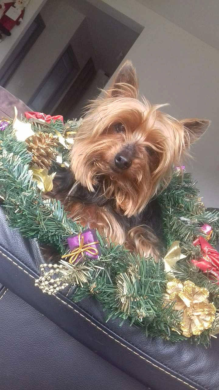Jerry a rejoint le concours — aidez-le/la à gagner de superbes lots ! australian_silky_terrier, australian_terrier, cairn_terrier, canidae, carnivore, christmas, companion_dog, dog, dog_breed, fawn, mammal, norwich_terrier, rare_breed_dog, small_terrier, terrier, toy_dog, yorkipoo, yorkshire_terrier