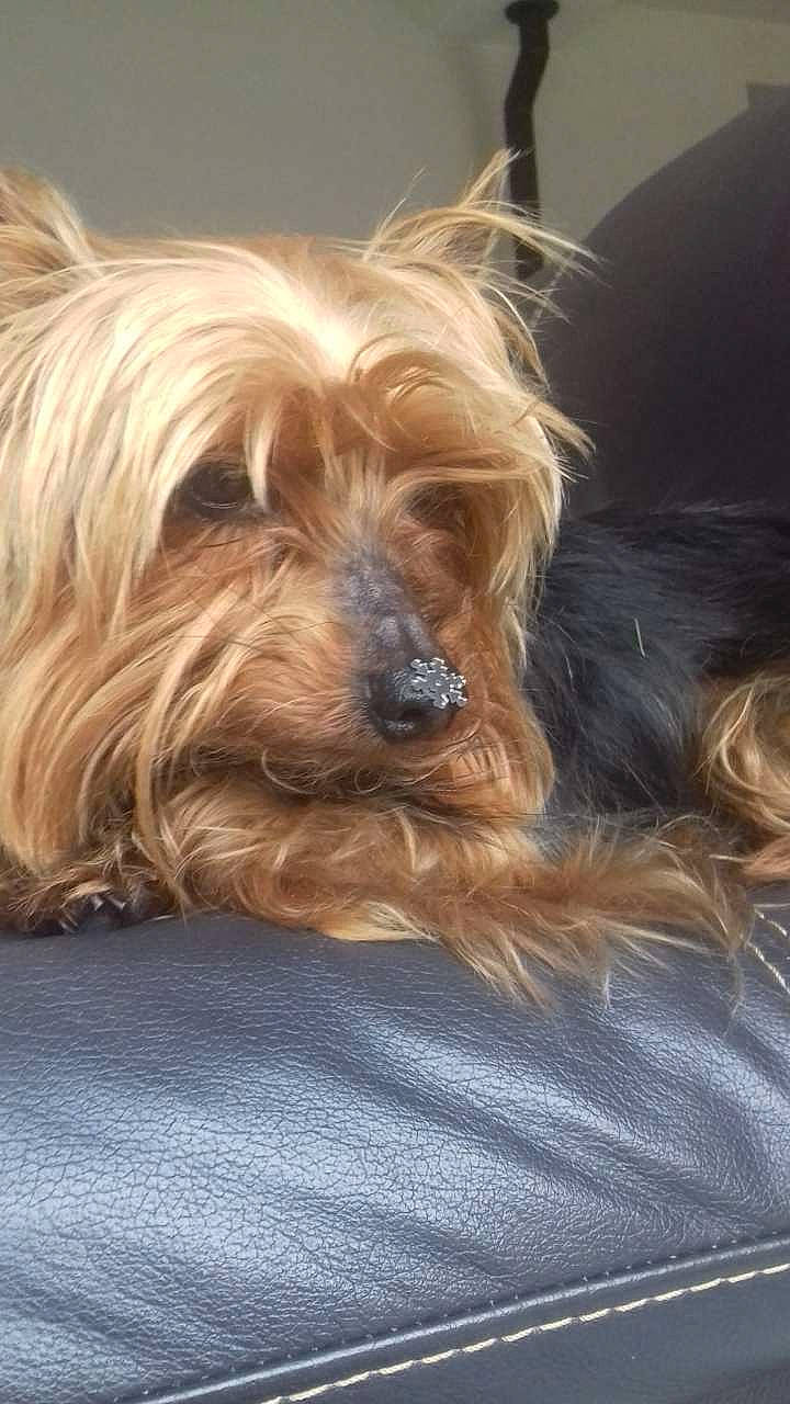 Jerry a rejoint le concours — aidez-le/la à gagner de superbes lots ! australian_silky_terrier, australian_terrier, biewer_terrier, cairn_terrier, canidae, carnivore, companion_dog, dog, dog_breed, glen_of_imaal_terrier, mammal, morkie, puppy, rare_breed_dog, small_terrier, snout, terrier, toy_dog, vertebrate, yorkshire_terrier