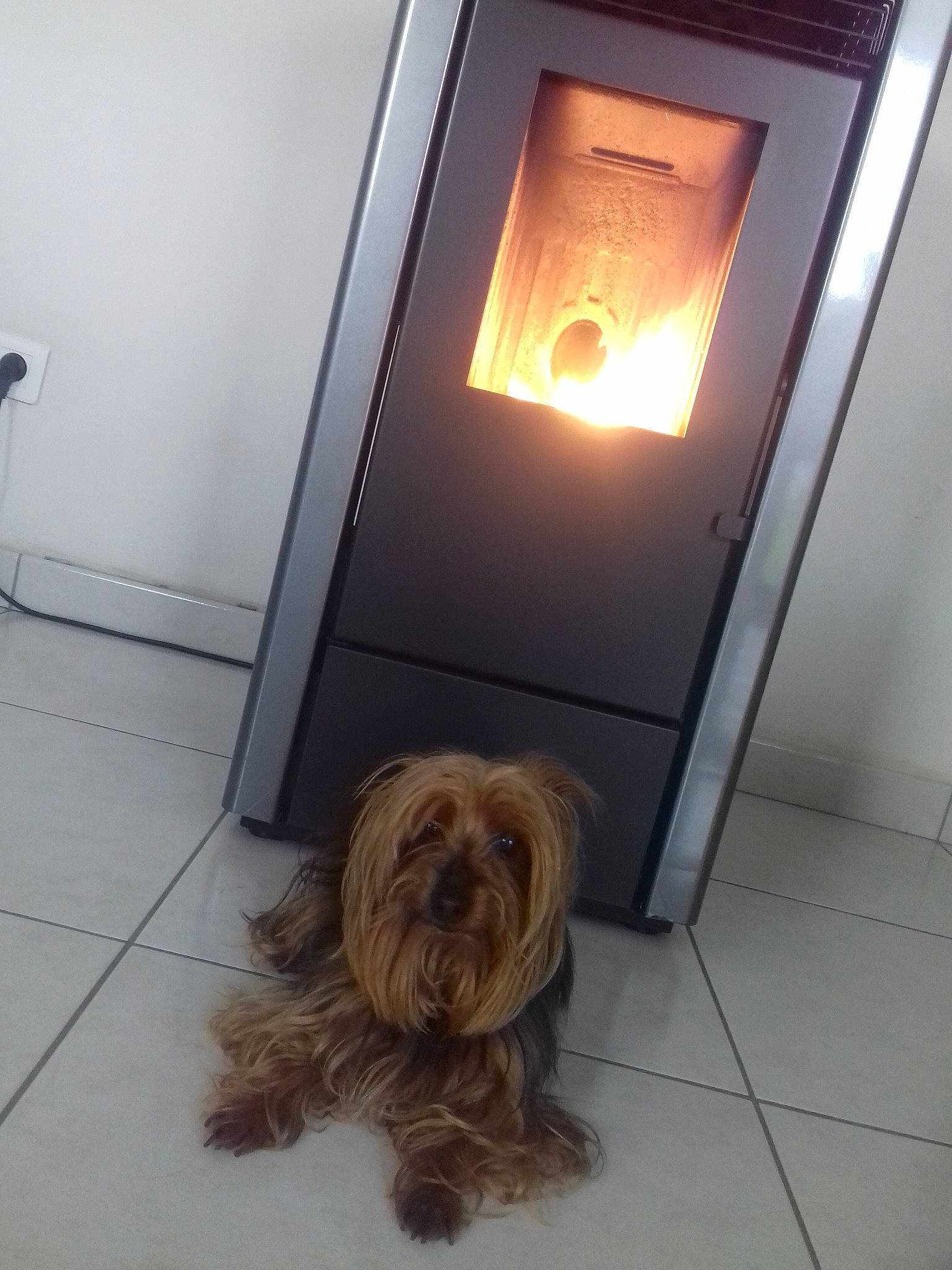 Jerry participe au concours pour gagner de l'argent avec cette photo : canidae, carnivore, dog, dog_breed, door, fawn, floor, flooring, gas, hearth, heat, lhasa_apso, liver, shih_tzu, sporting_group, tibetan_terrier, tile, toy_dog, wood, yorkshire_terrier