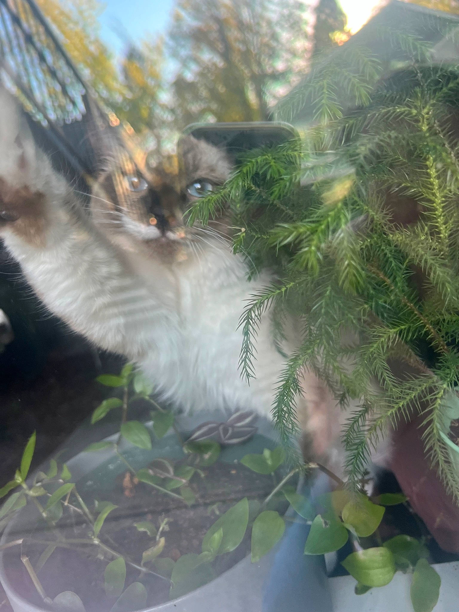 Pistachio joined the competition — help win amazing prizes! botany, branch, carnivore, cat, conifer, fawn, feather, felidae, fur, grass, plant, small_to_medium_sized_cats, snout, tail, terrestrial_plant, tree, twig, whiskers, wildlife, window