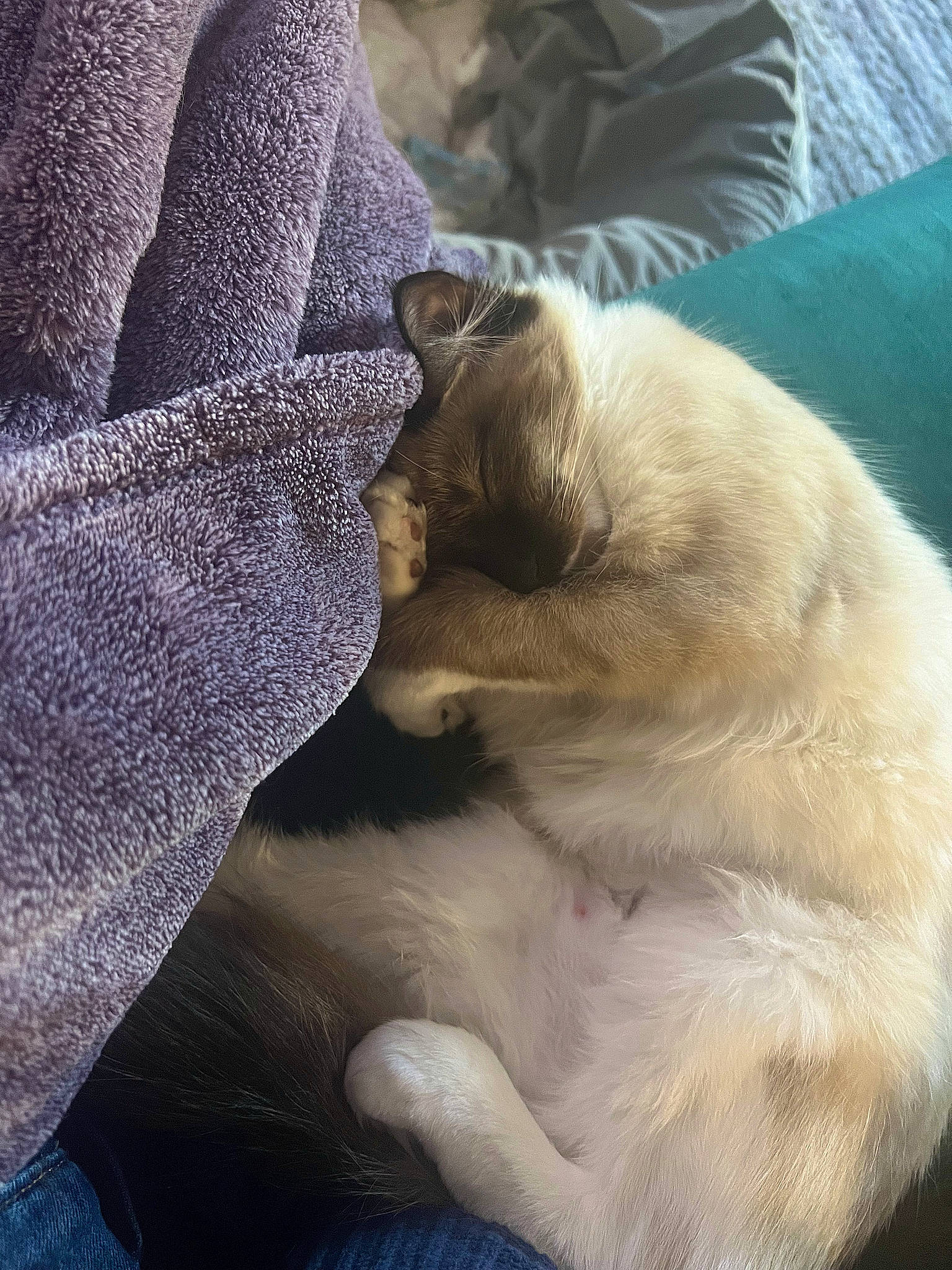 Pistachio is registered to the contest to win money with this photo: carnivore, claw, comfort, companion_dog, dog_breed, fawn, felidae, foot, fur, human_leg, nap, paw, small_to_medium_sized_cats, snout, sporting_group, tail, terrestrial_animal, thai, whiskers, wildlife