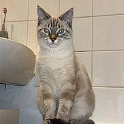 Fils participe au concours pour gagner de l'argent avec cette photo : animal, bathroom, bathtub, blue_eyes, cat, clean, curious, domestic, feline, fur, indoor, looking_at_camera, paws, pet, siamese_cat, sitting, tail, tile_wall, toothbrush, whiskers