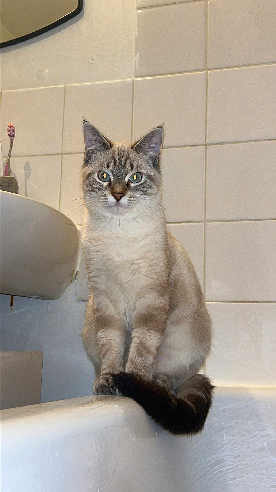 Fils participe au concours pour gagner de l'argent avec cette photo : animal, bathroom, bathtub, blue_eyes, cat, clean, curious, domestic, feline, fur, indoor, looking_at_camera, paws, pet, siamese_cat, sitting, tail, tile_wall, toothbrush, whiskers