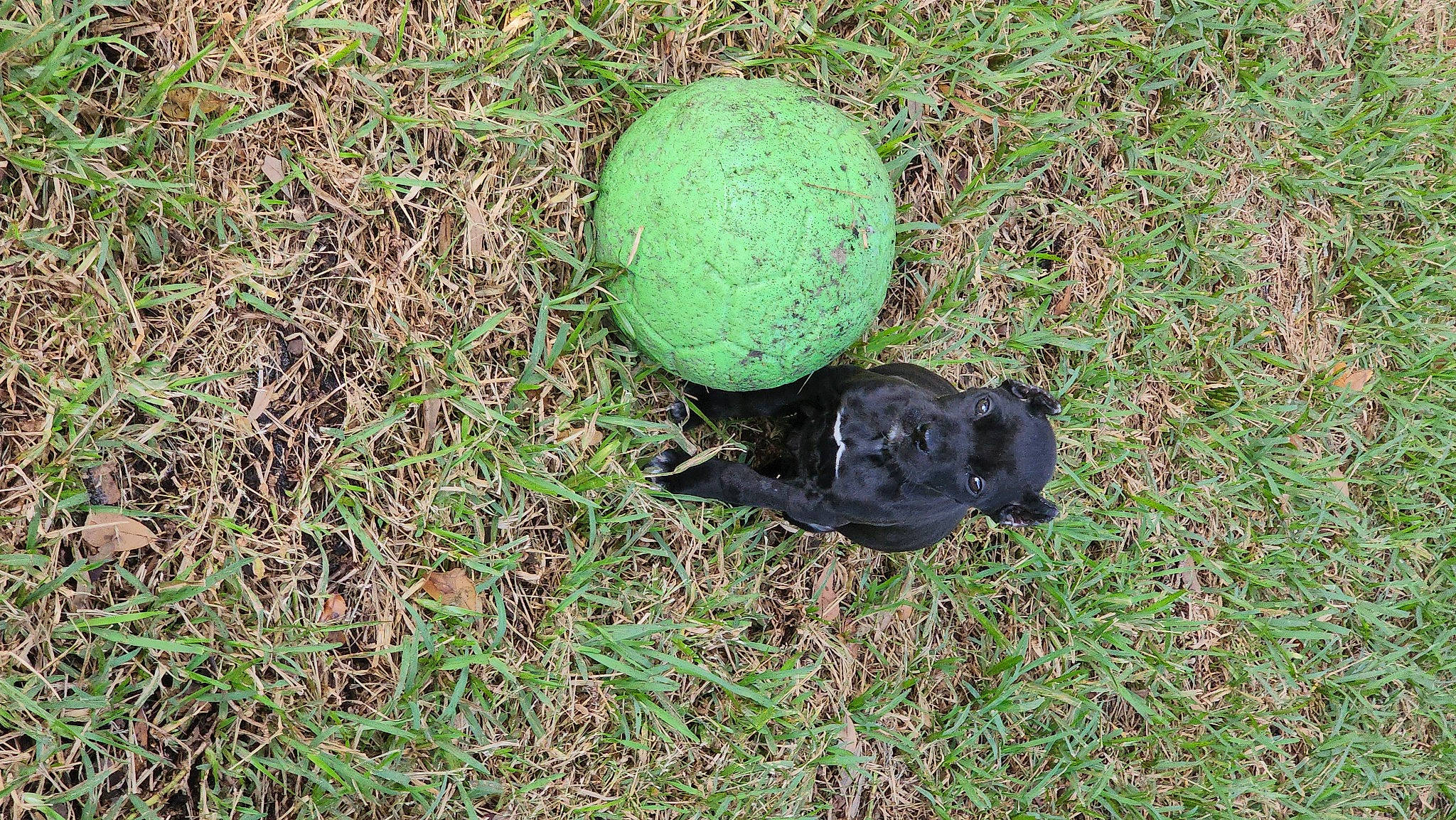 Rhetta is registered to the contest to win money with this photo: annual_plant, ball, dog_breed, grass, groundcover, plant, soil, sports_equipment, sports_toy, terrestrial_animal, watermelon, working_animal