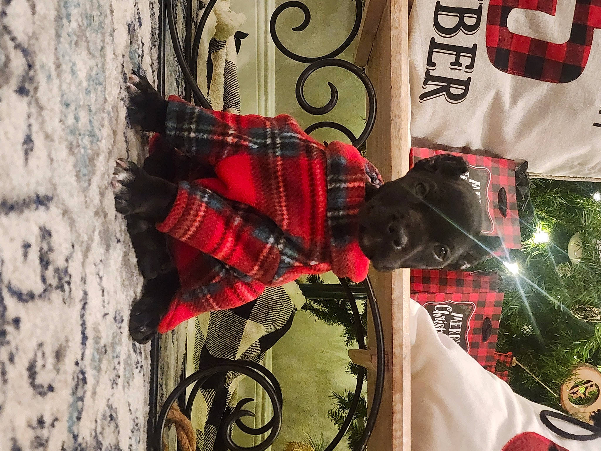 Rhetta is registered to the contest to win money with this photo: carmine, dress, event, fashion_accessory, fictional_character, font, glove, outerwear, pattern, personal_protective_equipment, plaid, plant, sleeve, t_shirt, tartan, textile, tie, tree, waist, window