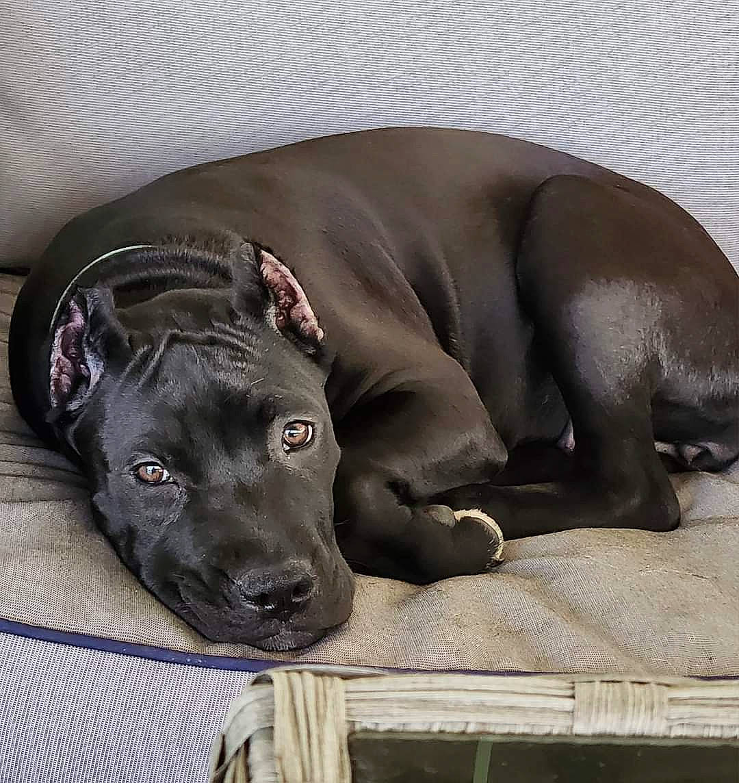 Rhetta is registered to the contest to win money with this photo: borador, canidae, carnivore, comfort, companion_dog, dog, dog_breed, fawn, grey, guard_dog, liver, non_sporting_group, snout, sporting_group, terrestrial_animal, whiskers, working_animal