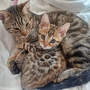 Alpine participe au concours pour gagner de l'argent avec cette photo : cat, tabby_cat, kitten, cuddle, pet, animal, fur, whiskers, ears, tail, sleepy, curious, bed, blanket, domestic_animal, cute, feline, companionship, resting, soft