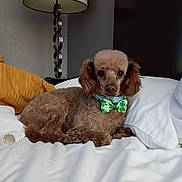 Prancer joined the competition — help win amazing prizes! animal, bed, bow_tie, brown_dog, collar, comfortable, cozy, curly_fur, cute, decor, dog, fur, home, indoor, lamp, pet, pillow, resting, small_dog, white_bedspread