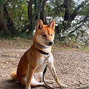 Yuji a rejoint le concours — aidez-le/la à gagner de superbes lots ! dog, shiba_inu, leash, collar, sitting, outdoor, nature, trees, dirt_path, pet, animal, canine, fur, ears, tail, portrait, daylight, forest, ground, alert