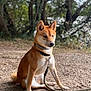 dog, shiba_inu, leash, collar, sitting, outdoor, nature, trees, dirt_path, pet, animal, canine, fur, ears, tail, portrait, daylight, forest, ground, alert