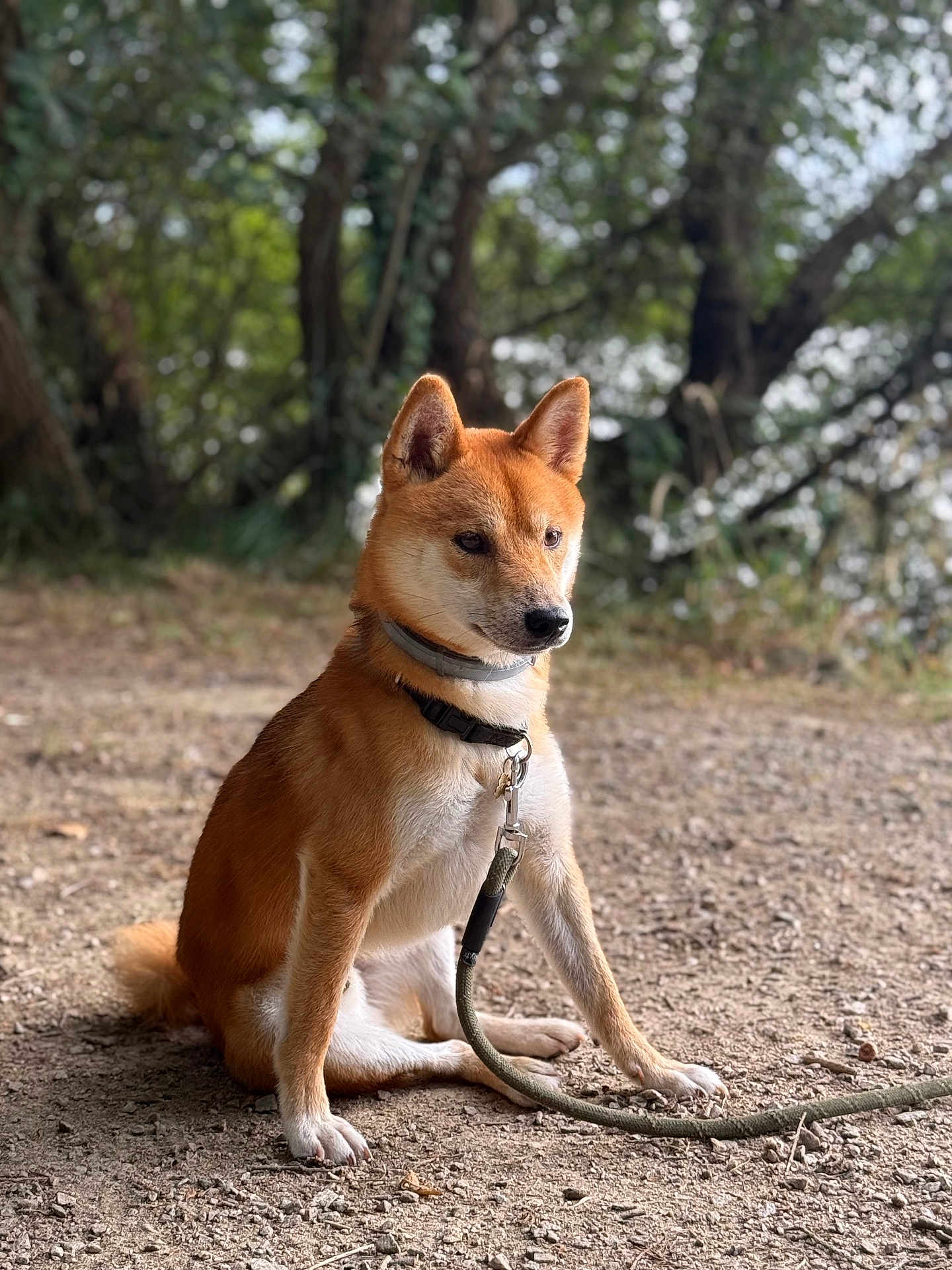 Yuji a rejoint le concours — aidez-le/la à gagner de superbes lots ! dog, shiba_inu, leash, collar, sitting, outdoor, nature, trees, dirt_path, pet, animal, canine, fur, ears, tail, portrait, daylight, forest, ground, alert