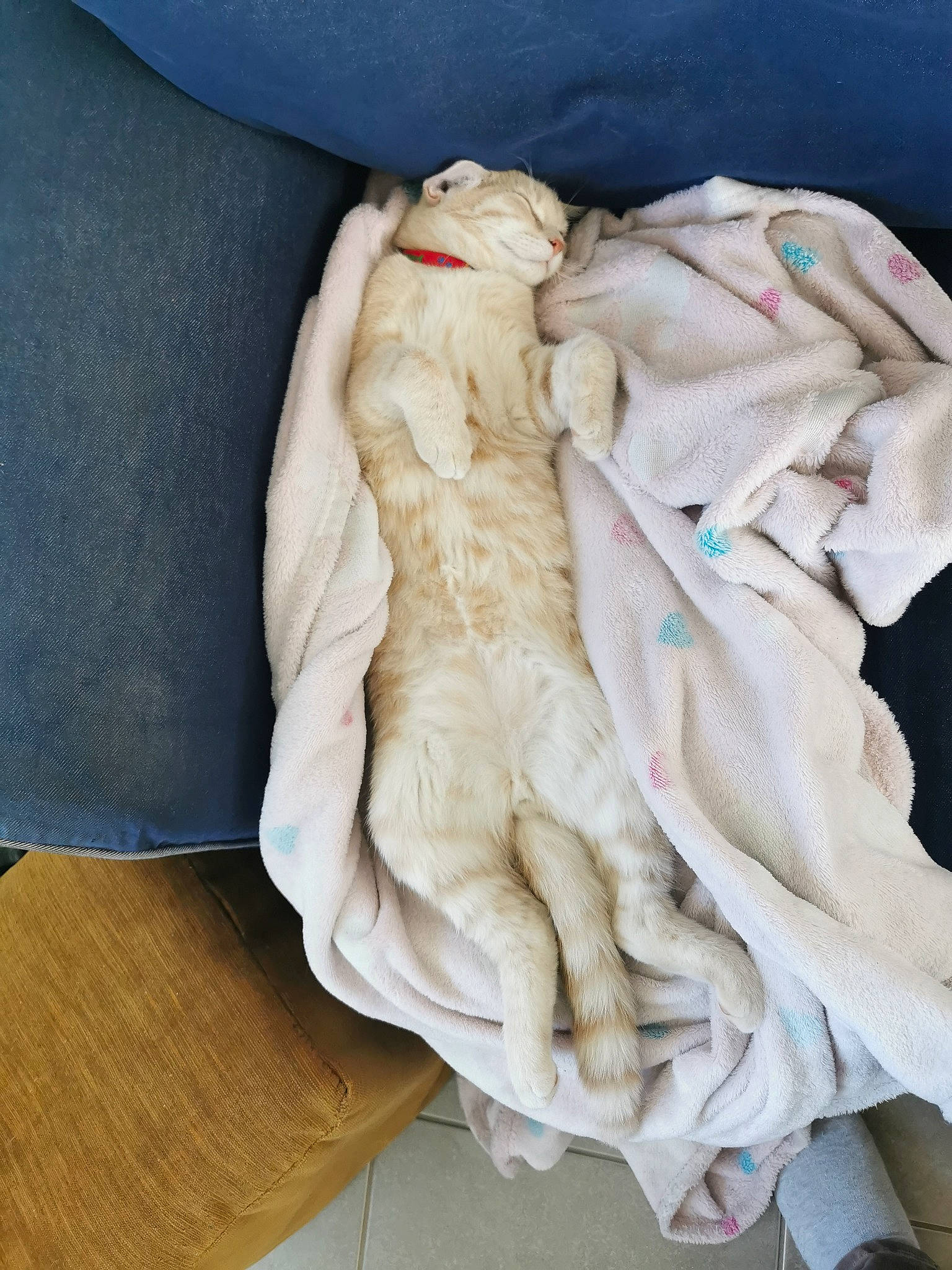 Tsuki a rejoint le concours — aidez-le/la à gagner de superbes lots ! art, child, comfort, electric_blue, fawn, felidae, fur, fur_clothing, gesture, hardwood, linens, nap, natural_material, sculpture, sleep, sporting_group, wood, wrinkle