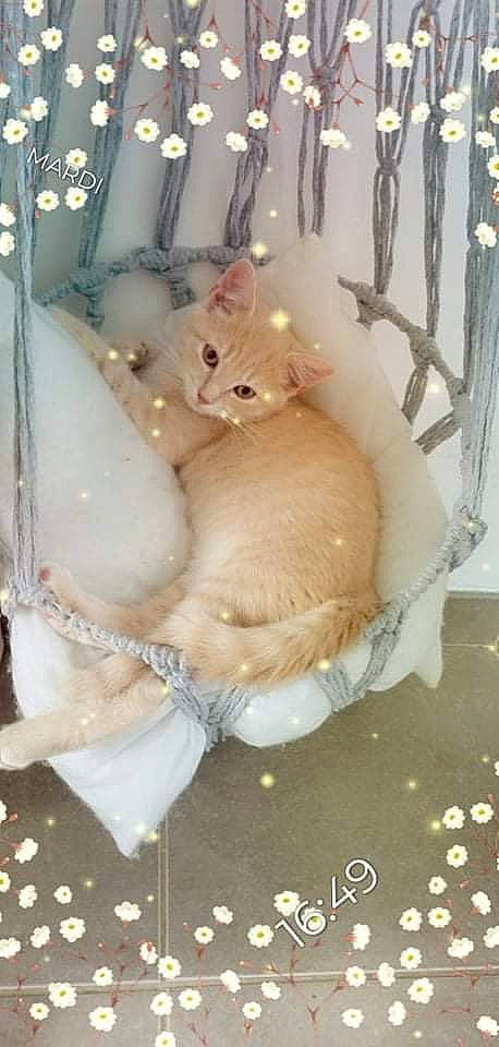 Tsuki a rejoint le concours — aidez-le/la à gagner de superbes lots ! carnivore, cat, cat_supply, claw, curtain, domestic_short_haired_cat, fawn, felidae, fur, paw, peach, room, sitting, small_to_medium_sized_cats, tail, teddy_bear, whiskers, winter