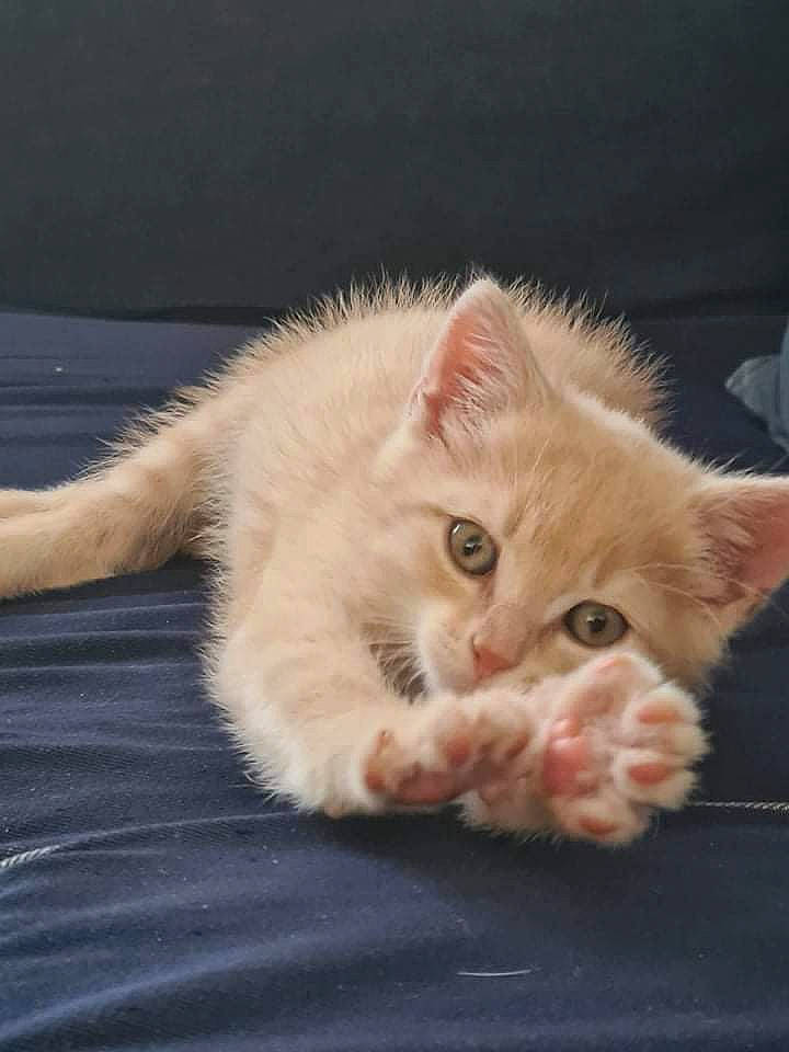 Tsuki a rejoint le concours — aidez-le/la à gagner de superbes lots ! carnivore, cat, claw, comfort, domestic_short_haired_cat, ear, eye, fawn, felidae, foot, fur, gesture, iris, paw, sitting, small_to_medium_sized_cats, snout, tail, tree, whiskers