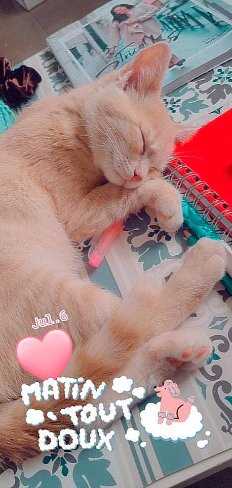 Tsuki participe au concours pour gagner de l'argent avec cette photo : carnivore, cat, claw, comfort, domestic_short_haired_cat, fawn, felidae, font, foot, fur, gesture, nail, pattern, paw, photo_caption, pink, small_to_medium_sized_cats, snout, tail, whiskers