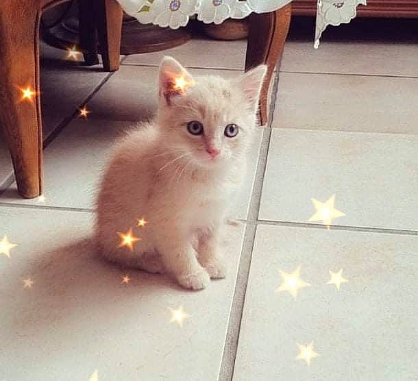 Tsuki participe au concours pour gagner de l'argent avec cette photo : carnivore, cat, chair, domestic_short_haired_cat, fawn, felidae, flooring, fur, light, lighting, metal, paw, rectangle, small_to_medium_sized_cats, snout, square, tail, whiskers, white, wood