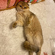 Vicky a rejoint le concours — aidez-le/la à gagner de superbes lots ! cat, fluffy, lying_down, white_rug, wooden_gate, pink_blanket, colorful_toys, indoor, furry, pet, cozy, relaxed, curious, paw, tail, soft_texture, baby_hand, carpet, fur, domestic_animal