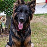 Brutus a rejoint le concours — aidez-le/la à gagner de superbes lots ! alert_ears, backyard, black_and_tan, canine, dog, fluffy, garden, german_shepherd, grass, greenery, happy, harness, house, long_hair, outdoor, pet, portrait, shrub, sitting, tongue_out