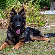 Brutus participe au concours pour gagner de l'argent avec cette photo : alert_ears, animal, backyard, black_and_tan, dog, fluffy, fur, garden, german_shepherd, grass, long_hair, lying_down, nature, outdoor, pet, plants, portrait, sunlight, tongue_out, trees