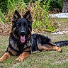 alert_ears, animal, backyard, black_and_tan, dog, fluffy, fur, garden, german_shepherd, grass, long_hair, lying_down, nature, outdoor, pet, plants, portrait, sunlight, tongue_out, trees