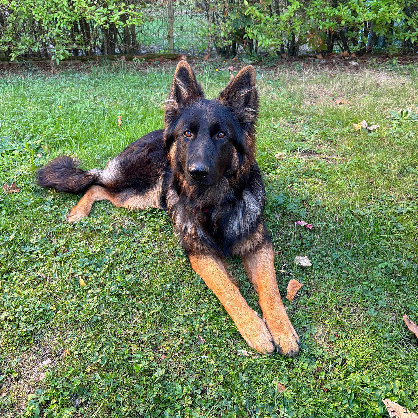 Brutus participe au concours pour gagner de l'argent avec cette photo : alert, animal_portrait, backyard, black_and_tan, dog, fence, fluffy, foliage, front_view, garden, grass, leaves, long_hair, lying_down, nature, outdoors, pet, photography, pointed_ears, trees